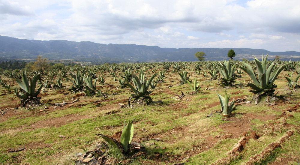 Campañas de Protección Fitosanitaria